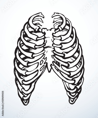 Vector drawing. Thorax and ribs