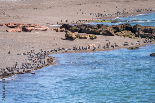 Hundreds of magellanic penguins standing on the beach in Punta Tombo penguin sanctuary in Chubut province photo