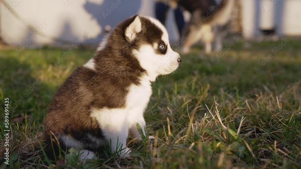 Husky puppy and his parents. Husky puppy and adult dogs. Siberian Husky puppies cheerfully run towards the photographer. in the background is a husky dog. the concept of purebred dogs, pets. Husky puppy and his parents. Husky puppy and adult dogs. Siberian Husky puppies cheerfully run towards the photographer. in the background is a husky dog. the concept of purebred dogs, pets.