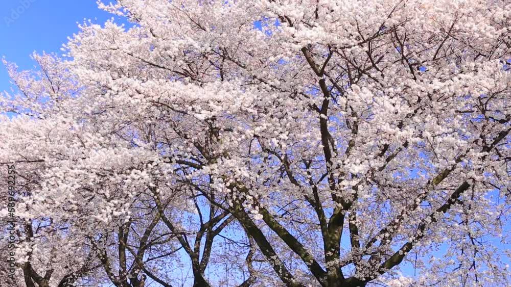 pink cherry blossom and blue sky
pink cherry blossom and blue sky