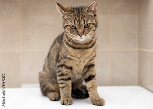 portrait of cute tabby female cat kitty in bathroom looking up,hunting,playful muzzle,sitting on shelf or washing machine,yawning,playing in sink,basin. baby hand try to reach domestic pet © Alexandra