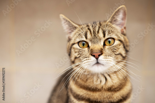 portrait of cute tabby female cat kitty in bathroom looking up,hunting,playful muzzle,sitting on shelf or washing machine,yawning,playing in sink,basin. baby hand try to reach domestic pet