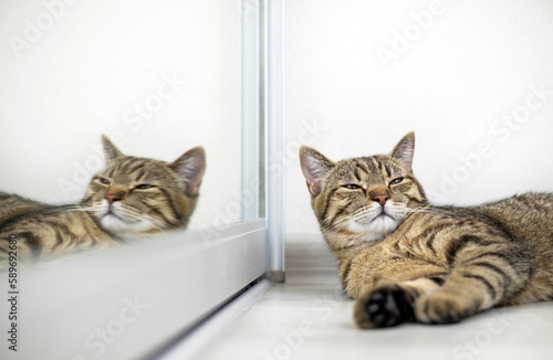 tabby, cat, domestic, pet, adorable, cute, mirror, floor, admire, looking, playing, falling asleep, proud, face, reflection, camera, up, feline, fluffy, whiskers, paws, sleepy, cozy, relaxed, peaceful © Alexandra
