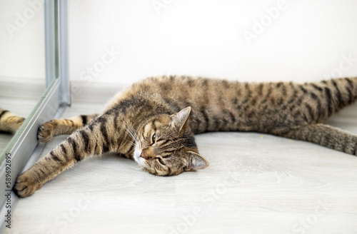 tabby, cat, domestic, pet, adorable, cute, mirror, floor, admire, looking, playing, falling asleep, proud, face, reflection, camera, up, feline, fluffy, whiskers, paws, sleepy, cozy, relaxed, peaceful