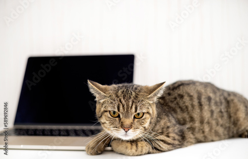 Fototapeta Naklejka Na Ścianę i Meble -  tabby cat sitting on bed beside laptop with paw on touchpad.owner woman hand petting domestic kitty animal and working from home,freelance job.computer screet cat on desk,angry furious face,upset