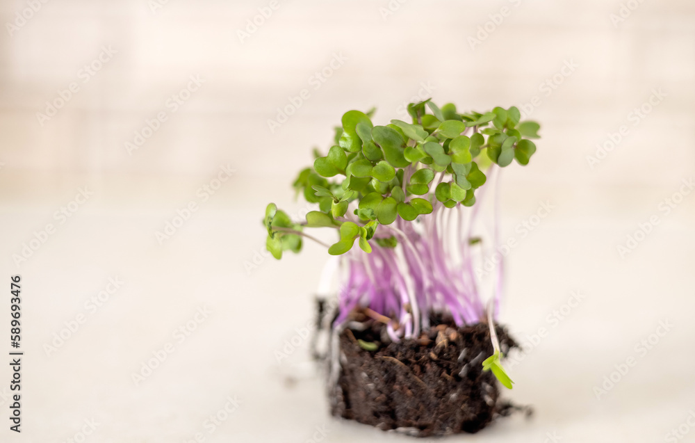 micro greens threads with roots in woman or kid baby hands in small ceramic plate or through scissors blade on kitchen table isolated.plants seed home growing healthy nutrition fibers micro greens threads with roots in woman or kid baby hands in small ceramic plate or through scissors blade on kitchen table isolated.plants seed home growing healthy nutrition fibers