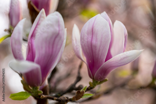 The magnolia tree blooms in the spring. © Andrey
