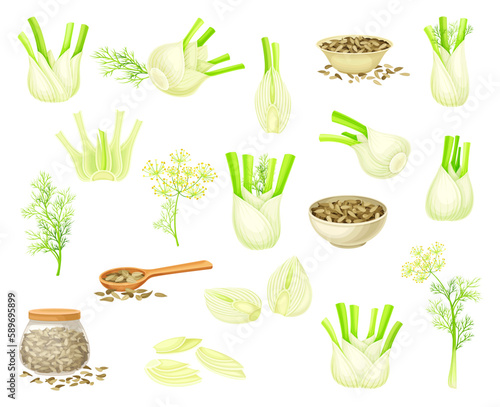 Florence Fennel or Finocchio with Swollen, Bulb-like Stem and Small Fruits Big Vector Set