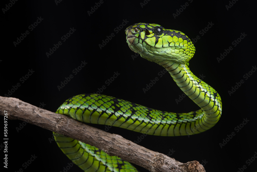 close up of a sumatra pit viper Trimeresurus sumatranus native to sumatra island, malaysia, and Thailand on defensive position with black background close up of a sumatra pit viper Trimeresurus sumatranus native to sumatra island, malaysia, and Thailand on defensive position with black background