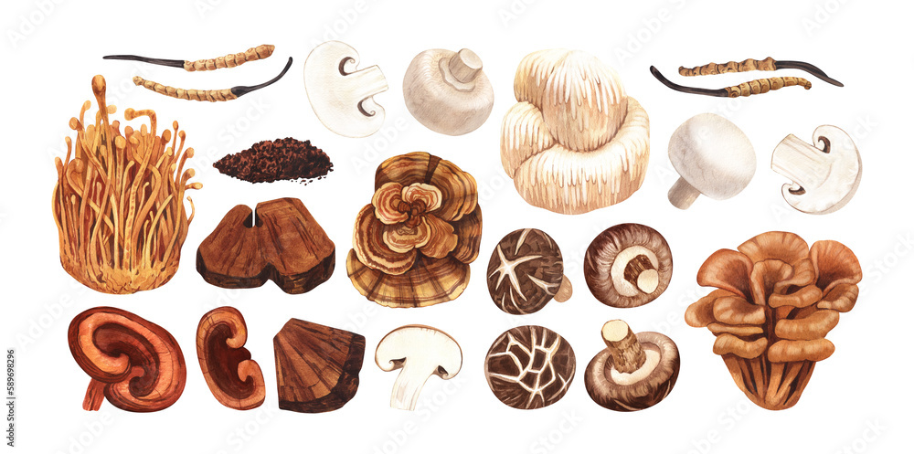 Watercolor medicinal mushroom, adaptogenic plant. Hand-drawn illustration isolated on white background. Perfect concept for healthy chinese medicine popular superfood, design packing. Watercolor medicinal mushroom, adaptogenic plant. Hand-drawn illustration isolated on white background. Perfect concept for healthy chinese medicine popular superfood, design packing.