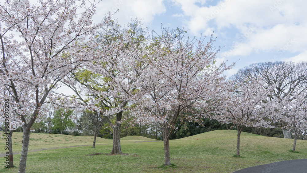 日本の春の公園に咲く桜の花