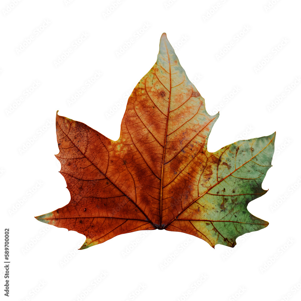 Fototapeta premium autumn maple leaf transparent background