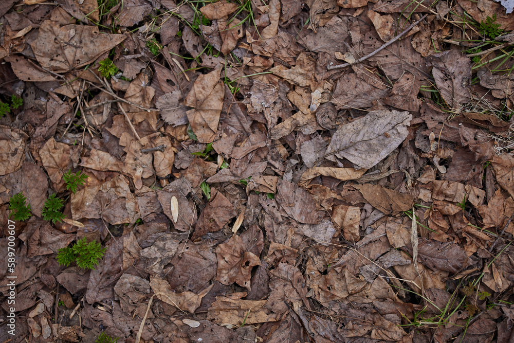 Naklejka premium 落ち葉