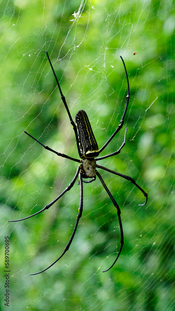 Nephila pilipes on the web, this species is also known as Northern golden orb weaver and Giant golden orb weaver Nephila pilipes on the web, this species is also known as Northern golden orb weaver and Giant golden orb weaver