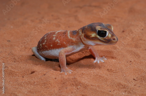 three lined knob tail (Nephrurus levis) closeup  photo