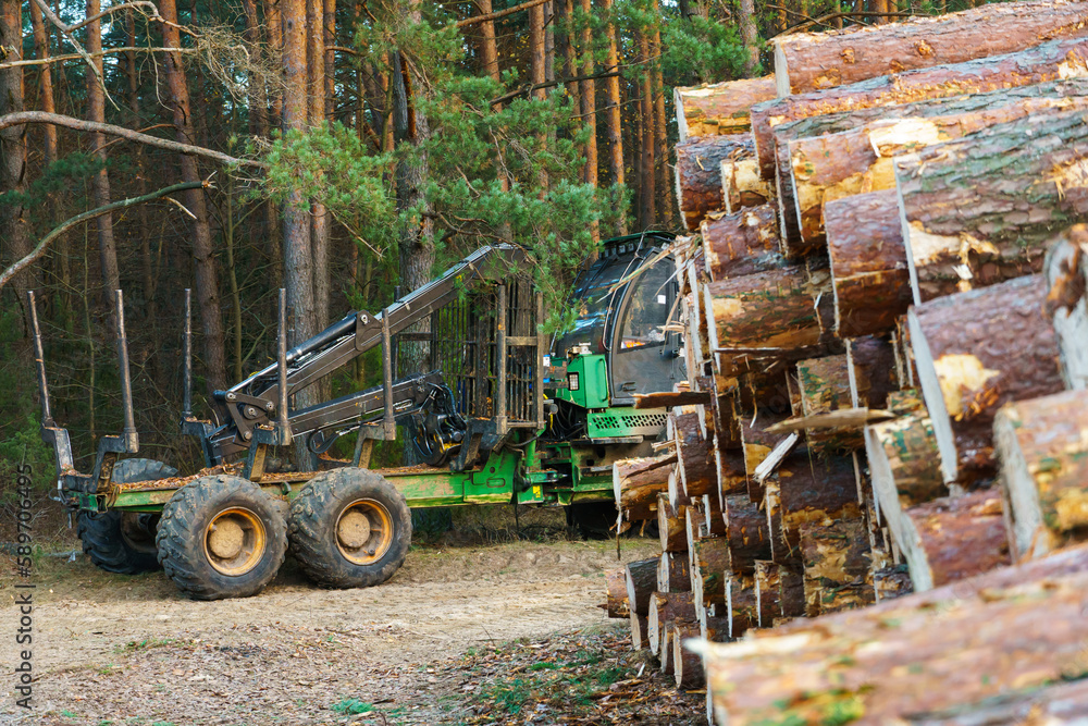 Logging equipment in the forest, loading logs for transportation. Harvesting and storage of wood in the forest. Transportation of freshly cut logs for the forest industry.