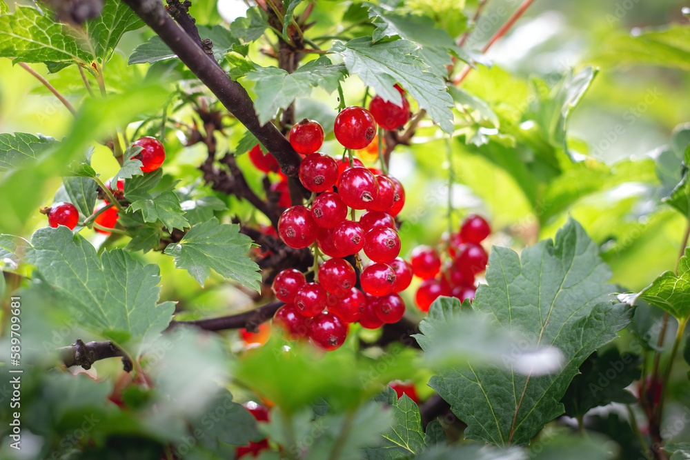 bunch of red currant berries bunch of red currant berries