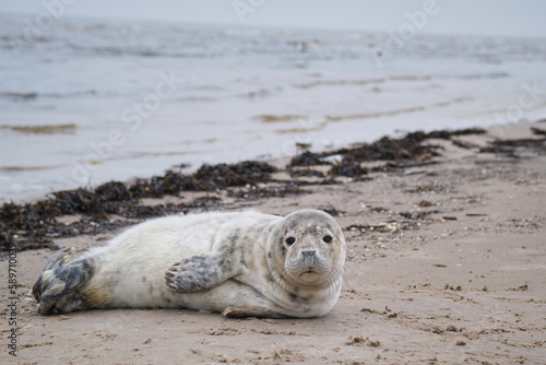 Newborn curious seal on the beach