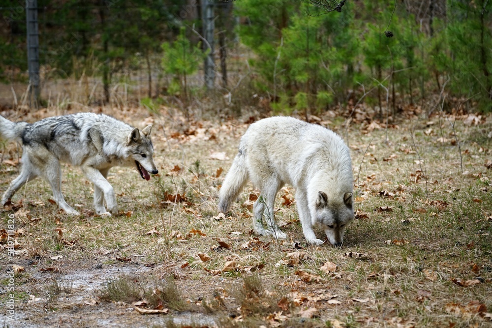 Fototapeta premium wolf in the woods