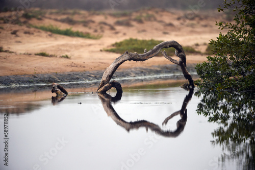 Dry tree and beautiful reflections on the river in green nature 