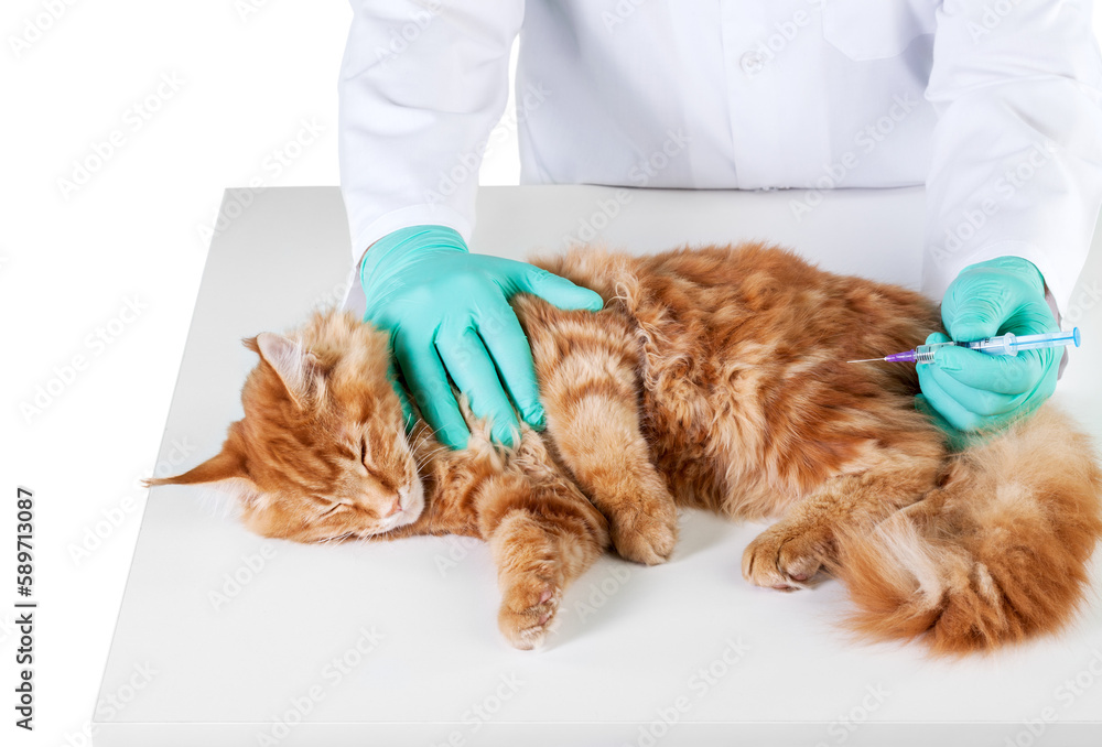 Small cute red cat examined at the veterinary doctor, close-up Small cute red cat examined at the veterinary doctor, close-up