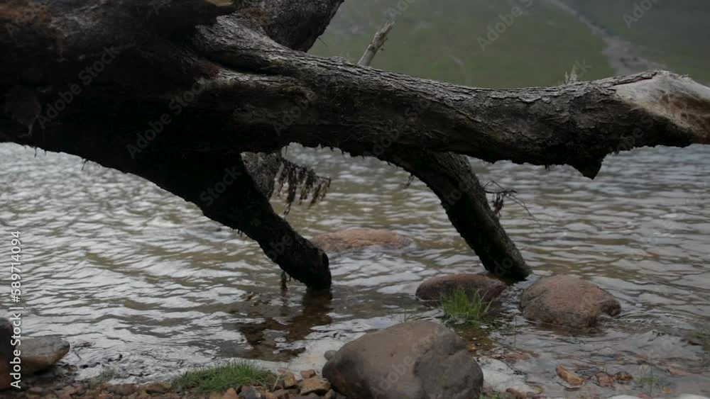 pan across fallen tree in a highland lock pan across fallen tree in a highland lock
