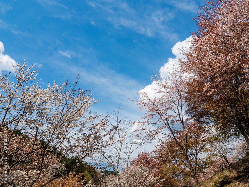 Fototapeta premium ヤマザクラと青空