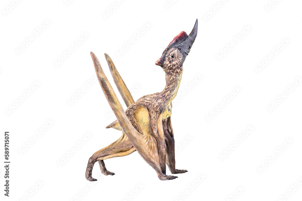 Obraz premium dinosaur , Dsungaripterus isolated background