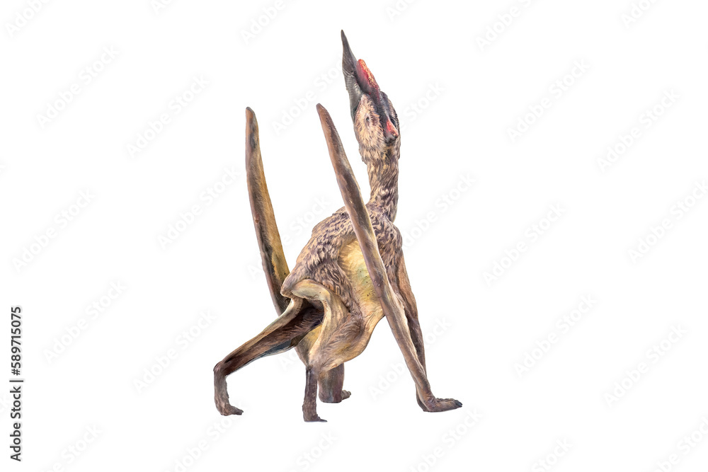 Fototapeta premium dinosaur , Dsungaripterus isolated background