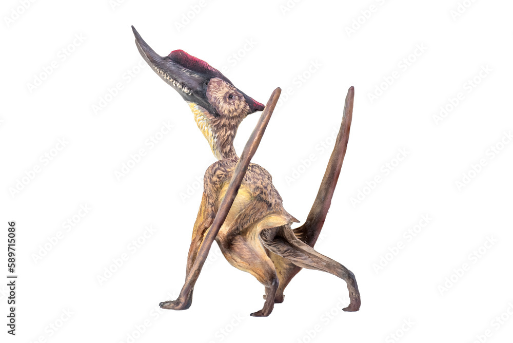 Fototapeta premium dinosaur , Dsungaripterus isolated background