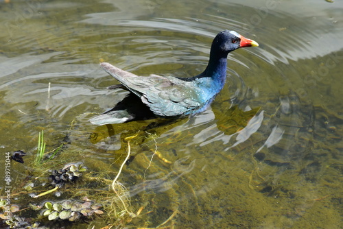 Black and Blue Bird in the Botanical Garden of Bogota Colombia
