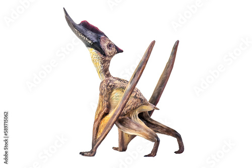 dinosaur , Dsungaripterus  isolated background photo