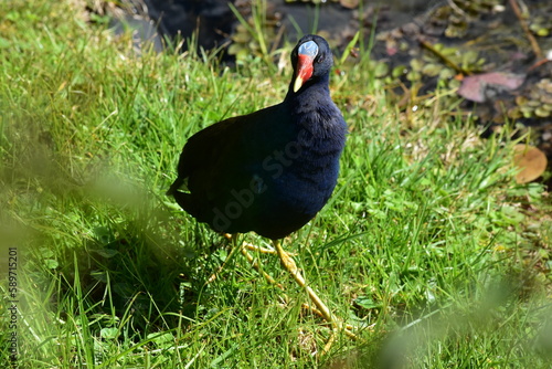 Black Bird in the Botanical Garden of Bogota Colombia
