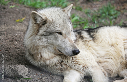 Fototapeta Naklejka Na Ścianę i Meble -  Cute Wolfdog resting - Canada