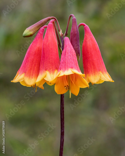 Red and yellow Christmas Bells (Blandfordia grandiflora) - endemic to south-eastern Australia - spectacular waxy flowers approx 50mm long; stems approx 800mm long