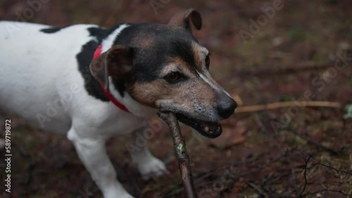 jack russel terrier with red collar vigorously chewing on a short  stick  photo