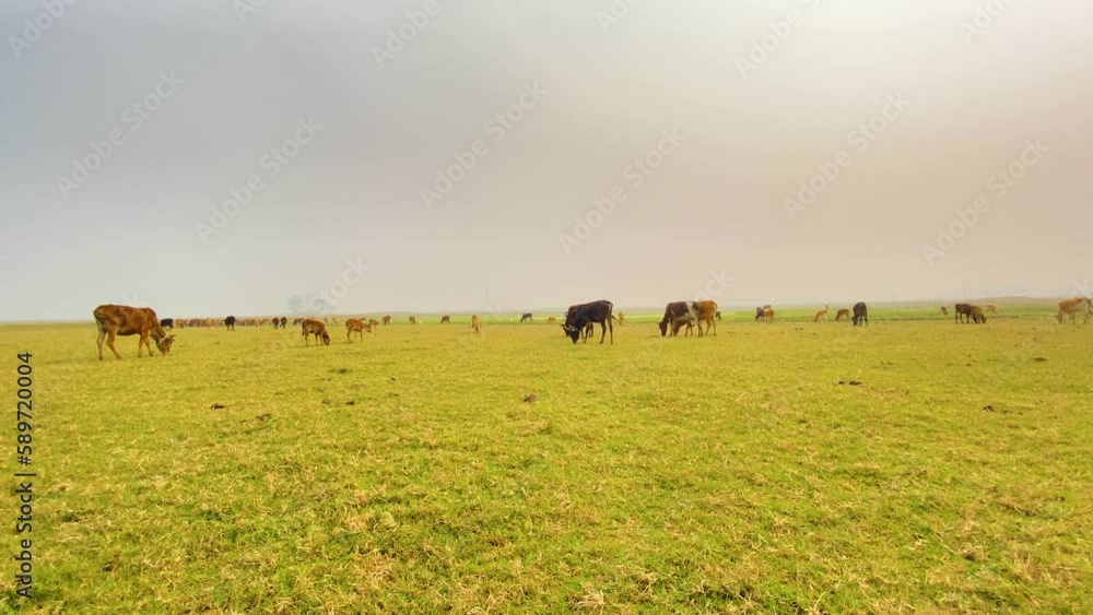 Flock of brown asian cows graze in early morning, Bangladesh Flock of brown asian cows graze in early morning, Bangladesh