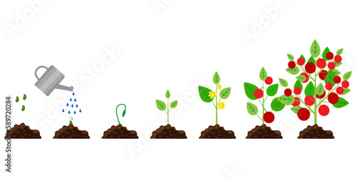 red tomato growth. Cartoon infographic timeline. Vector illustration.