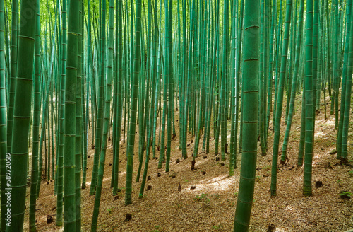               bamboo forest