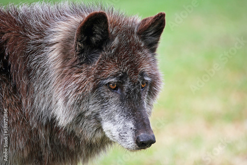 Black Wolfdog portrait - Canada photo