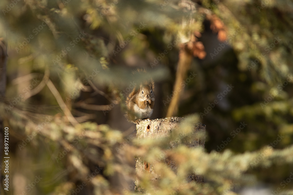 Red squirrel, cute little squirrel in forest, Red squirrel, cute little squirrel in forest,
