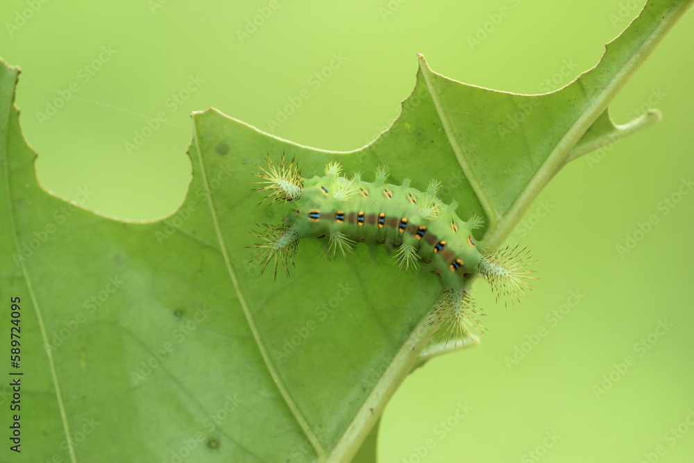 caterpillar, leaf, beautiful caterpillar on a green leaf