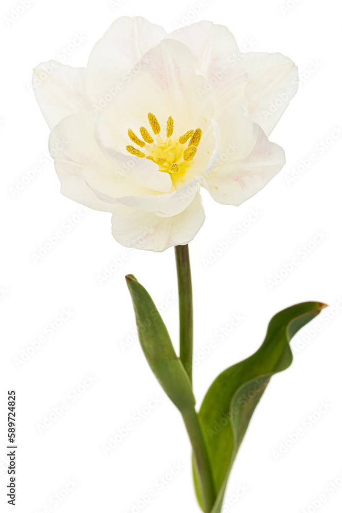 Obraz premium Soft cream tulip flower, isolated on white background
