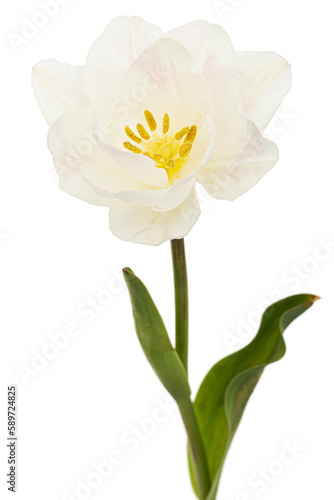 Fototapeta Naklejka Na Ścianę i Meble -  Soft cream tulip flower, isolated on white background