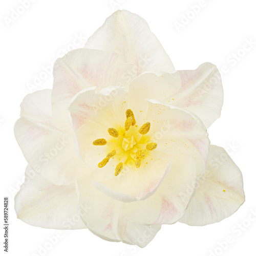 Soft cream tulip flower  isolated on white background