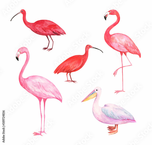 Watercolor tropical birds, pink flamingo, red scarlet ibis and pink pelican. Design elements isolated on white background.