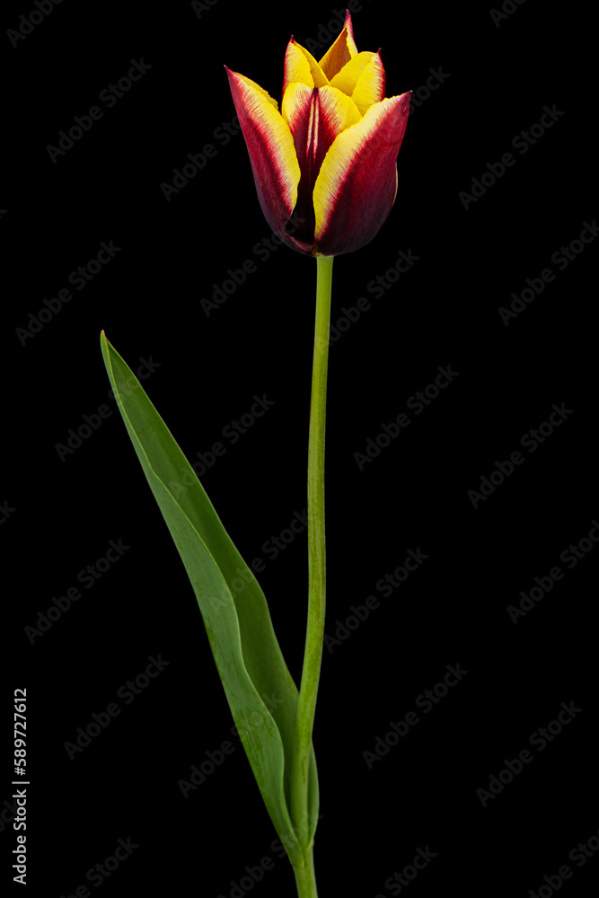 Beautiful multicolored flower of tulip, isolated on black background Beautiful multicolored flower of tulip, isolated on black background