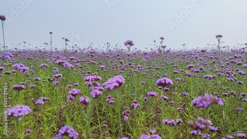 lavender field in the spring