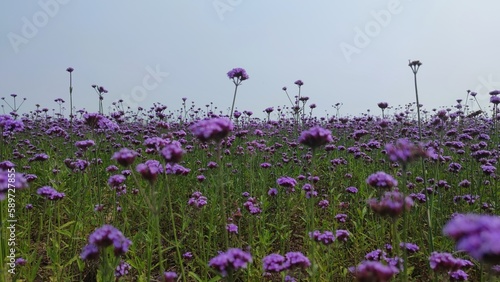 lavender field in the morning