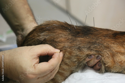 Veterinarian doing acupuncture treatment to paralyzed cat in Istanbul, Turkey.